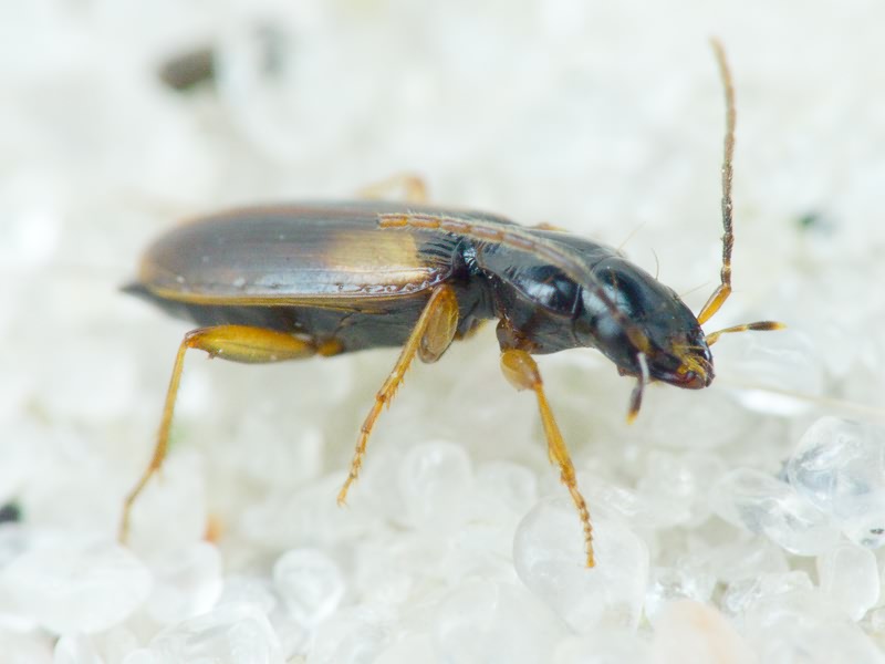 Badister (Trimorphus) sodalis (Duftschmid, 1812)